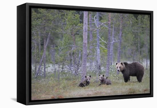 Eurasian Brown Bear (Ursus Arctos) Mother and Cubs in Woodland, Suomussalmi, Finland, July 2008-Widstrand-Framed Premier Image Canvas