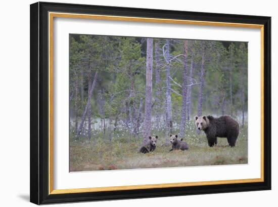 Eurasian Brown Bear (Ursus Arctos) Mother and Cubs in Woodland, Suomussalmi, Finland, July 2008-Widstrand-Framed Photographic Print