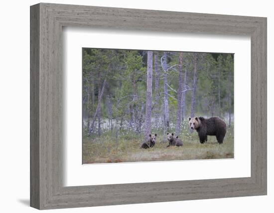 Eurasian Brown Bear (Ursus Arctos) Mother and Cubs in Woodland, Suomussalmi, Finland, July 2008-Widstrand-Framed Photographic Print
