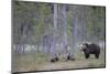 Eurasian Brown Bear (Ursus Arctos) Mother and Cubs in Woodland, Suomussalmi, Finland, July 2008-Widstrand-Mounted Photographic Print