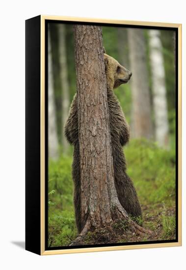 Eurasian Brown Bear (Ursus Arctos) Rubbing Back Against Tree, Suomussalmi, Finland, July 2008-Widstrand-Framed Premier Image Canvas