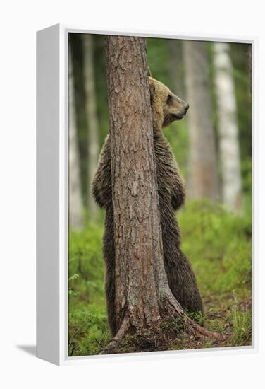 Eurasian Brown Bear (Ursus Arctos) Rubbing Back Against Tree, Suomussalmi, Finland, July 2008-Widstrand-Framed Premier Image Canvas