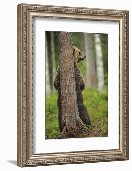 Eurasian Brown Bear (Ursus Arctos) Rubbing Back Against Tree, Suomussalmi, Finland, July 2008-Widstrand-Framed Photographic Print