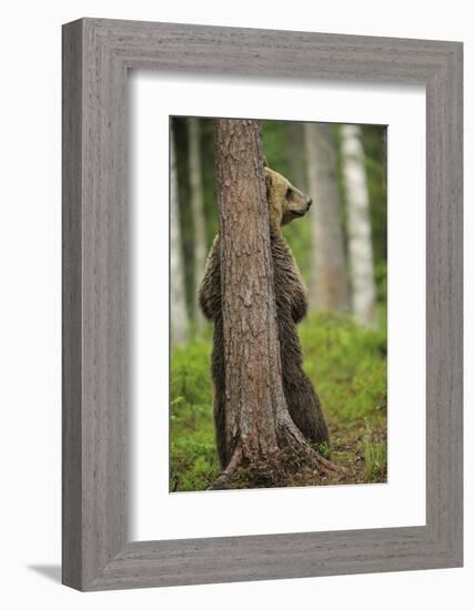 Eurasian Brown Bear (Ursus Arctos) Rubbing Back Against Tree, Suomussalmi, Finland, July 2008-Widstrand-Framed Photographic Print