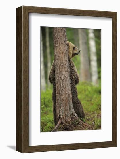 Eurasian Brown Bear (Ursus Arctos) Rubbing Back Against Tree, Suomussalmi, Finland, July 2008-Widstrand-Framed Photographic Print