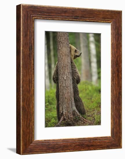 Eurasian Brown Bear (Ursus Arctos) Rubbing Back Against Tree, Suomussalmi, Finland, July 2008-Widstrand-Framed Photographic Print