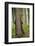 Eurasian Brown Bear (Ursus Arctos) Rubbing Back Against Tree, Suomussalmi, Finland, July 2008-Widstrand-Framed Photographic Print