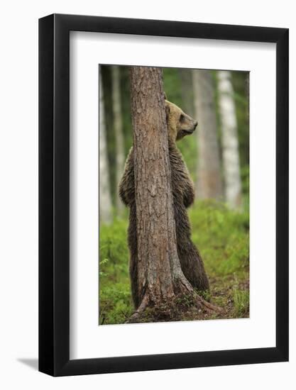 Eurasian Brown Bear (Ursus Arctos) Rubbing Back Against Tree, Suomussalmi, Finland, July 2008-Widstrand-Framed Photographic Print