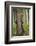 Eurasian Brown Bear (Ursus Arctos) Rubbing Back Against Tree, Suomussalmi, Finland, July 2008-Widstrand-Framed Photographic Print