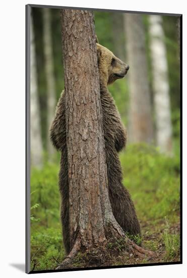 Eurasian Brown Bear (Ursus Arctos) Rubbing Back Against Tree, Suomussalmi, Finland, July 2008-Widstrand-Mounted Photographic Print