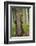 Eurasian Brown Bear (Ursus Arctos) Rubbing Back Against Tree, Suomussalmi, Finland, July 2008-Widstrand-Framed Photographic Print