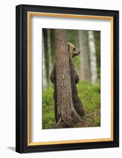 Eurasian Brown Bear (Ursus Arctos) Rubbing Back Against Tree, Suomussalmi, Finland, July 2008-Widstrand-Framed Photographic Print