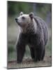 Eurasian Brown Bear (Ursus Arctos) Suomussalmi, Finland, July 2008-Widstrand-Mounted Photographic Print