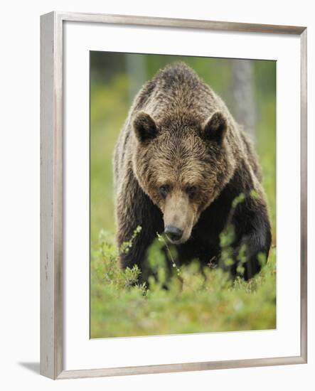 Eurasian Brown Bear (Ursus Arctos) Suomussalmi, Finland, July 2008-Widstrand-Framed Photographic Print