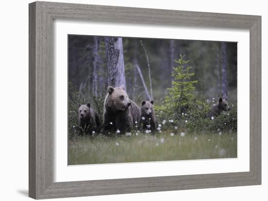 Eurasian Brown Bear (Ursus Arctos) with Three Cubs, Suomussalmi, Finland, July 2008-Widstrand-Framed Photographic Print