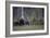 Eurasian Brown Bear (Ursus Arctos) with Three Cubs, Suomussalmi, Finland, July 2008-Widstrand-Framed Photographic Print