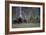 Eurasian Brown Bear (Ursus Arctos) with Three Cubs, Suomussalmi, Finland, July 2008-Widstrand-Framed Photographic Print