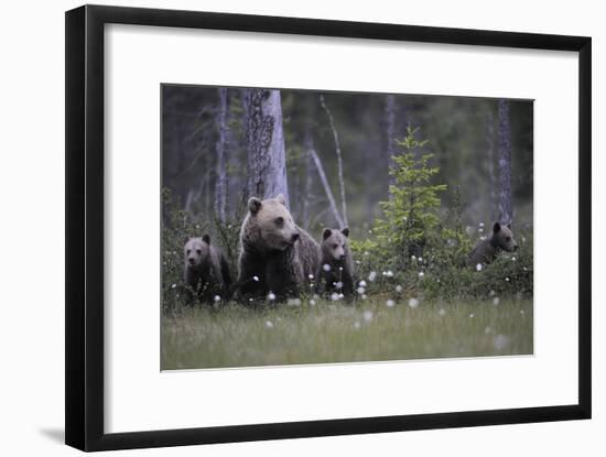 Eurasian Brown Bear (Ursus Arctos) with Three Cubs, Suomussalmi, Finland, July 2008-Widstrand-Framed Photographic Print