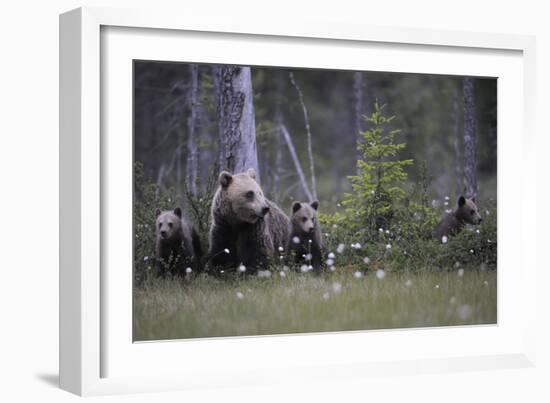 Eurasian Brown Bear (Ursus Arctos) with Three Cubs, Suomussalmi, Finland, July 2008-Widstrand-Framed Photographic Print