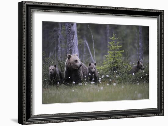 Eurasian Brown Bear (Ursus Arctos) with Three Cubs, Suomussalmi, Finland, July 2008-Widstrand-Framed Photographic Print