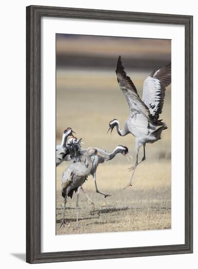 Eurasian / Common Crane (Grus Grus) Fighting. Gallocanta Lagoon. Zaragoza Province. Aragon. Spain-Oscar Dominguez-Framed Photographic Print