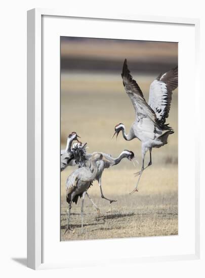 Eurasian / Common Crane (Grus Grus) Fighting. Gallocanta Lagoon. Zaragoza Province. Aragon. Spain-Oscar Dominguez-Framed Photographic Print