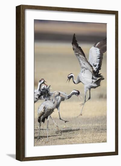 Eurasian / Common Crane (Grus Grus) Fighting. Gallocanta Lagoon. Zaragoza Province. Aragon. Spain-Oscar Dominguez-Framed Photographic Print