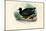 Eurasian Coot, 1863-79-Raimundo Petraroja-Mounted Giclee Print