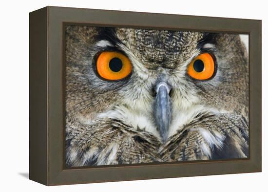 Eurasian Eagle Owl Adult-null-Framed Premier Image Canvas