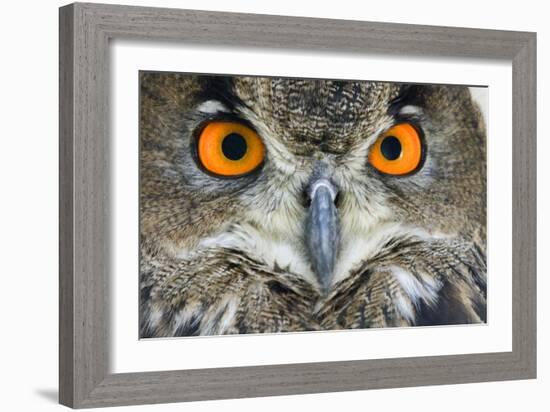 Eurasian Eagle Owl Adult-null-Framed Photographic Print