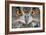 Eurasian Eagle Owl Adult-null-Framed Photographic Print