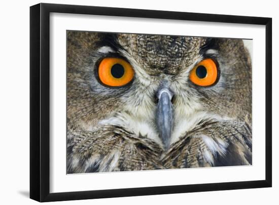 Eurasian Eagle Owl Adult-null-Framed Photographic Print