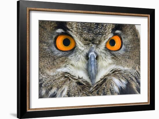 Eurasian Eagle Owl Adult-null-Framed Photographic Print
