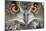 Eurasian Eagle Owl Adult-null-Mounted Photographic Print