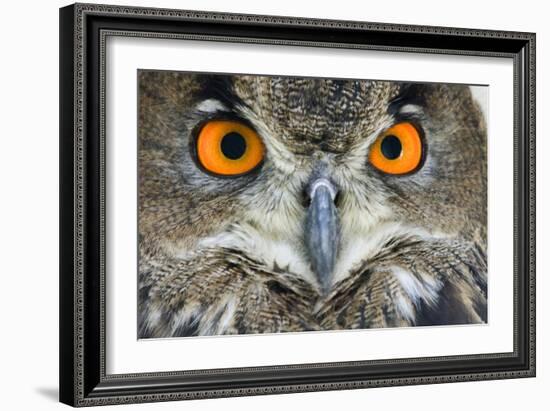 Eurasian Eagle Owl Adult-null-Framed Photographic Print