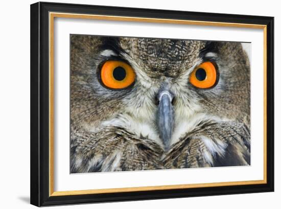 Eurasian Eagle Owl Adult-null-Framed Photographic Print