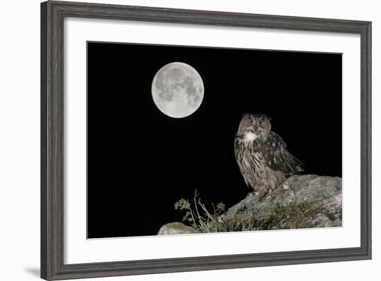 Eurasian Eagle Owl (Bubo Bubo) Adult Perched-Andy Trowbridge-Framed Photographic Print