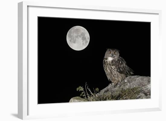 Eurasian Eagle Owl (Bubo Bubo) Adult Perched-Andy Trowbridge-Framed Photographic Print