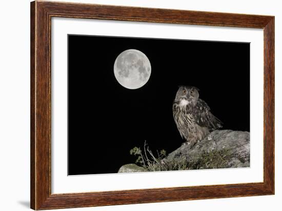 Eurasian Eagle Owl (Bubo Bubo) Adult Perched-Andy Trowbridge-Framed Photographic Print
