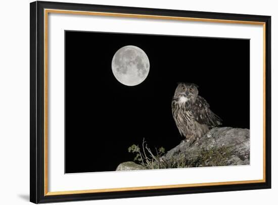 Eurasian Eagle Owl (Bubo Bubo) Adult Perched-Andy Trowbridge-Framed Photographic Print