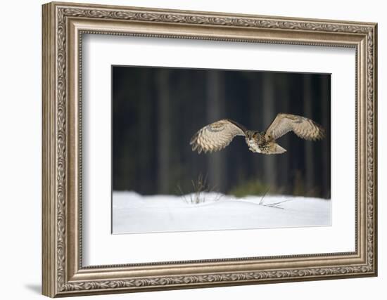 Eurasian Eagle Owl (Bubo Bubo) Flying Low over Snow Covered Grouns with Trees in Background-Ben Hall-Framed Photographic Print