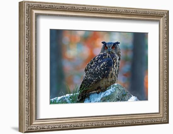 Eurasian Eagle Owl, Bubo Bubo, Sitting on the Snowy Stone, Close-Up, Wildlife Photo in Forest, Oran-Ondrej Prosicky-Framed Photographic Print