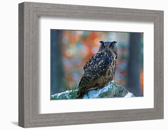 Eurasian Eagle Owl, Bubo Bubo, Sitting on the Snowy Stone, Close-Up, Wildlife Photo in Forest, Oran-Ondrej Prosicky-Framed Photographic Print