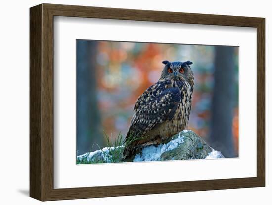 Eurasian Eagle Owl, Bubo Bubo, Sitting on the Snowy Stone, Close-Up, Wildlife Photo in Forest, Oran-Ondrej Prosicky-Framed Photographic Print