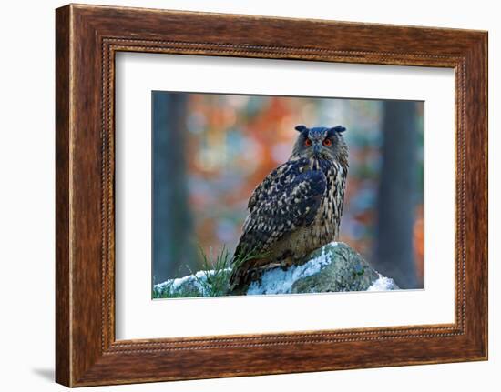 Eurasian Eagle Owl, Bubo Bubo, Sitting on the Snowy Stone, Close-Up, Wildlife Photo in Forest, Oran-Ondrej Prosicky-Framed Photographic Print