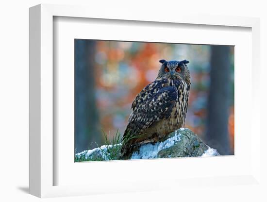 Eurasian Eagle Owl, Bubo Bubo, Sitting on the Snowy Stone, Close-Up, Wildlife Photo in Forest, Oran-Ondrej Prosicky-Framed Photographic Print