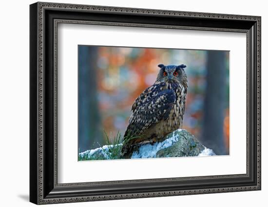 Eurasian Eagle Owl, Bubo Bubo, Sitting on the Snowy Stone, Close-Up, Wildlife Photo in Forest, Oran-Ondrej Prosicky-Framed Photographic Print