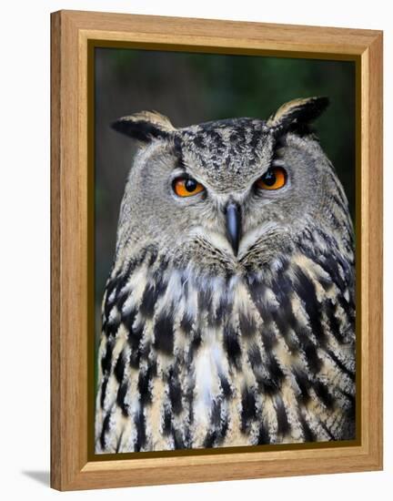 Eurasian Eagle-Owl Captive, France-Eric Baccega-Framed Premier Image Canvas