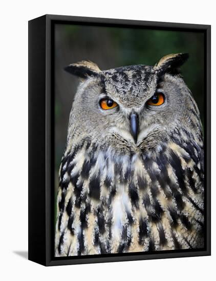 Eurasian Eagle-Owl Captive, France-Eric Baccega-Framed Premier Image Canvas