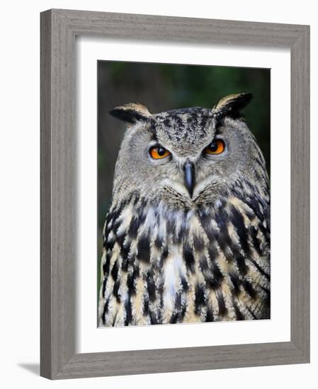 Eurasian Eagle-Owl Captive, France-Eric Baccega-Framed Photographic Print